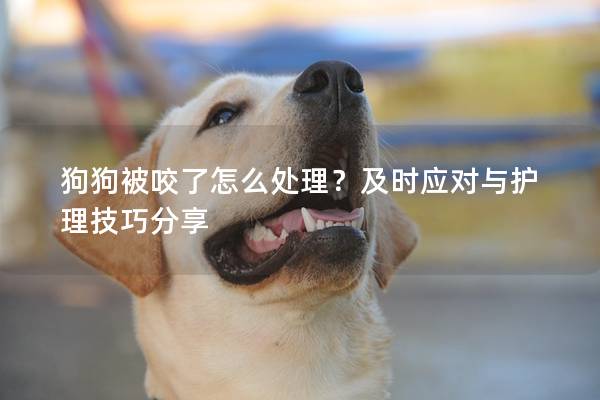 狗狗被咬了怎么處理？及時應對與護理技巧分享