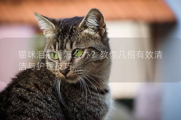 貓咪淚痕重怎么辦？教你幾招有效清潔與護(hù)理技巧