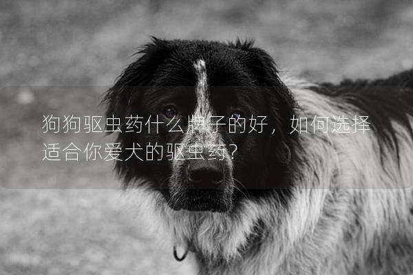 狗狗驅(qū)蟲藥什么牌子的好，如何選擇適合你愛犬的驅(qū)蟲藥？
