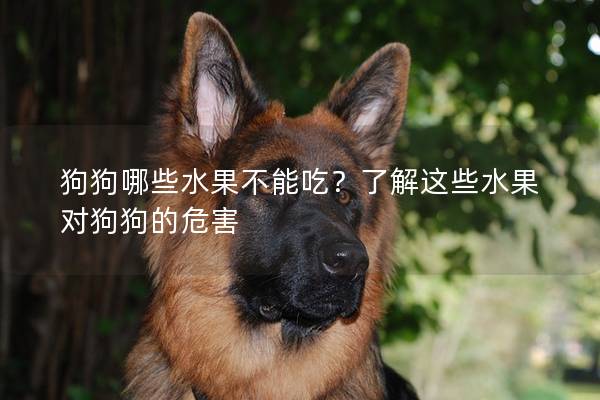狗狗哪些水果不能吃？了解這些水果對狗狗的危害