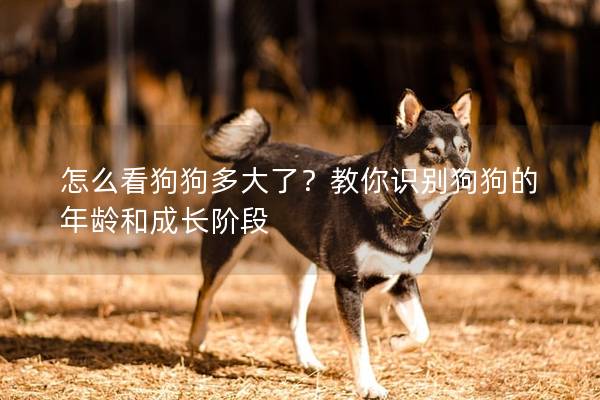 怎么看狗狗多大了？教你識別狗狗的年齡和成長階段