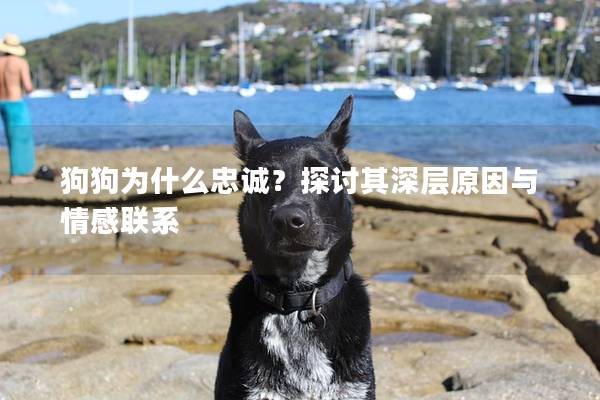 狗狗為什么忠誠？探討其深層原因與情感聯系