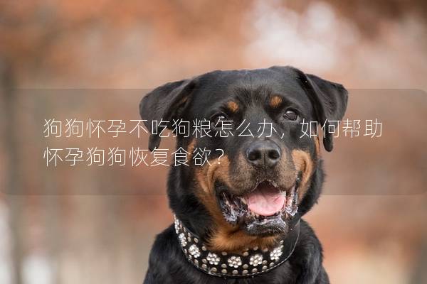 狗狗懷孕不吃狗糧怎么辦，如何幫助懷孕狗狗恢復食欲？