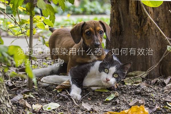 狗狗螨蟲感染用什么藥，如何有效治療和預防呢？