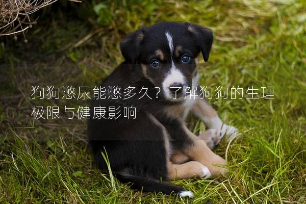 狗狗憋尿能憋多久？了解狗狗的生理極限與健康影響