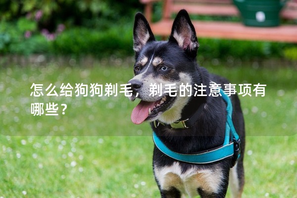 怎么給狗狗剃毛，剃毛的注意事項有哪些？