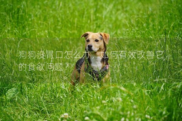 狗狗沒胃口怎么辦，如何有效改善它的食欲問題？