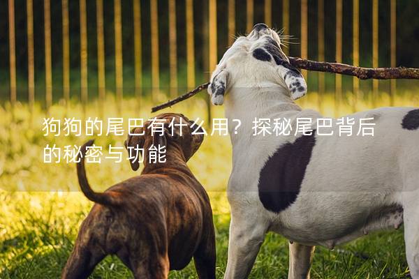 狗狗的尾巴有什么用？探秘尾巴背后的秘密與功能