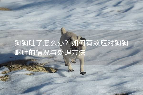 狗狗吐了怎么辦？如何有效應對狗狗嘔吐的情況與處理方法