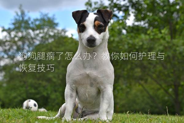 狗狗腿瘸了怎么辦？教你如何護理與恢復技巧