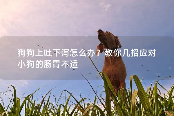 狗狗上吐下瀉怎么辦？教你幾招應對小狗的腸胃不適
