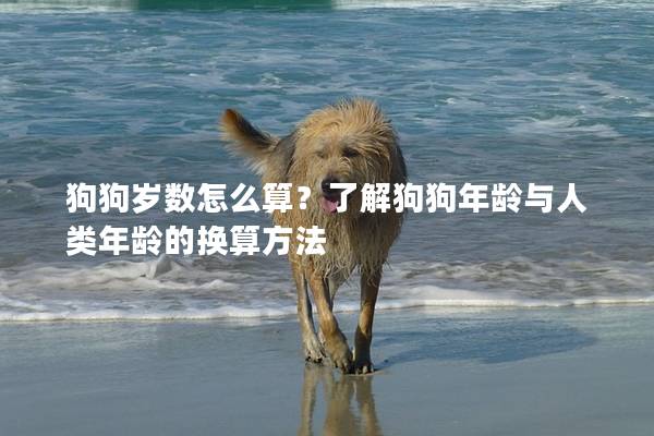 狗狗歲數怎么算？了解狗狗年齡與人類年齡的換算方法