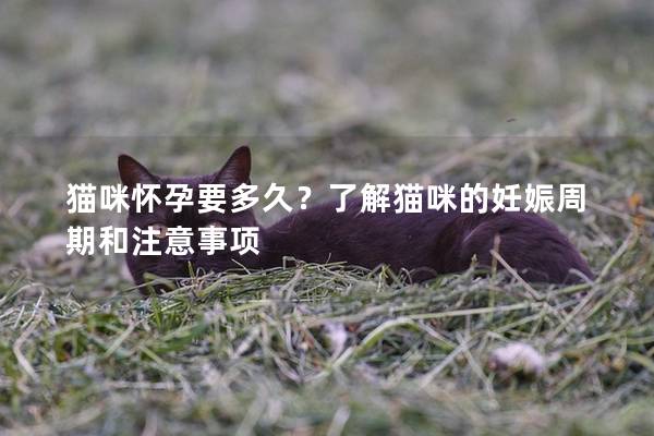貓咪懷孕要多久？了解貓咪的妊娠周期和注意事項