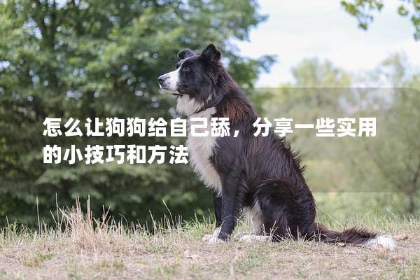 怎么讓狗狗給自己舔，分享一些實用的小技巧和方法