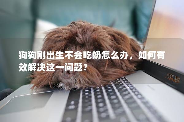 狗狗剛出生不會吃奶怎么辦,如何有效解決這一問題? 狗狗剛出生不會吃奶怎么辦,如何有效解決這一問題?