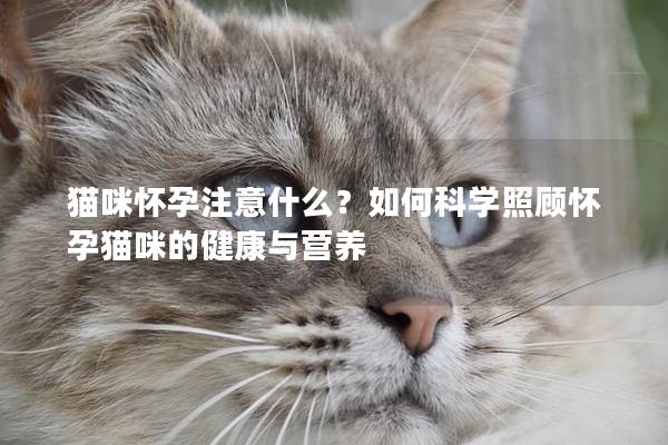 貓咪懷孕注意什么？如何科學照顧懷孕貓咪的健康與營養