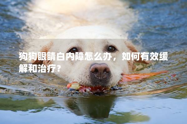 狗狗眼睛白內障怎么辦,如何有效緩解和治療? 狗狗眼睛白內障怎么辦,如何有效緩解和治療?