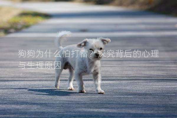 狗狗為什么怕打雷？探究背后的心理與生理原因