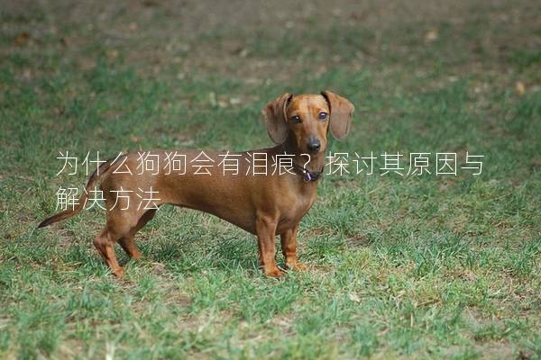 為什么狗狗會有淚痕？探討其原因與解決方法