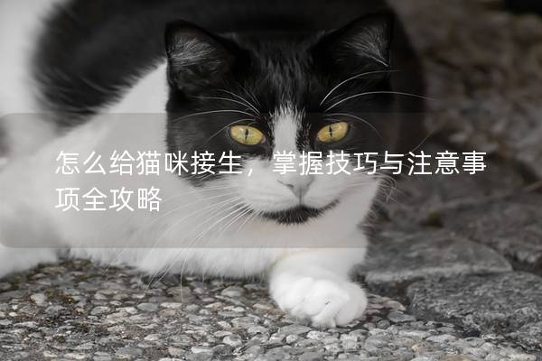 怎么給貓咪接生，掌握技巧與注意事項全攻略