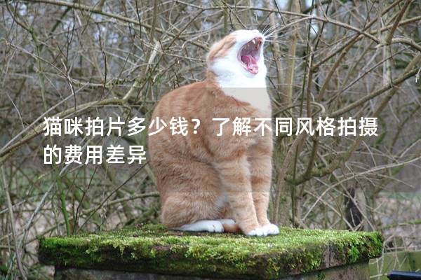 貓咪拍片多少錢？了解不同風格拍攝的費用差異