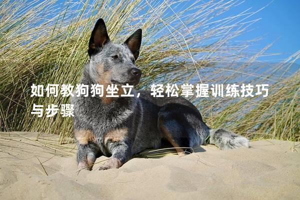 如何教狗狗坐立,輕松掌握訓練技巧與步驟 如何教狗狗坐立,輕松掌握訓練技巧與步驟