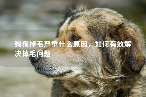 狗狗掉毛嚴重什么原因，如何有效解決掉毛問題