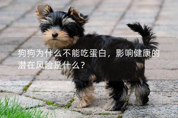 狗狗為什么不能吃蛋白，影響健康的潛在風險是什么？