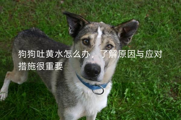 狗狗吐黃水怎么辦，了解原因與應對措施很重要