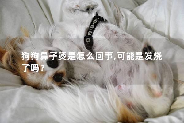 狗狗鼻子燙是怎么回事,可能是發燒了嗎？