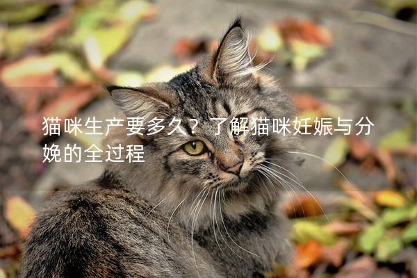 貓咪生產要多久？了解貓咪妊娠與分娩的全過程