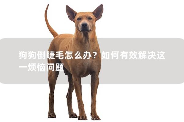 狗狗倒睫毛怎么辦？如何有效解決這一煩惱問題