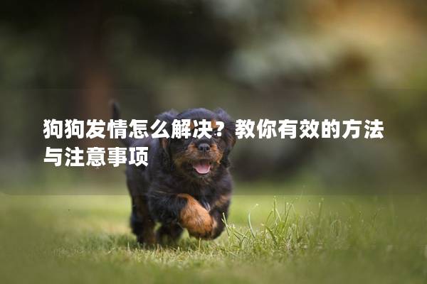 狗狗發(fā)情怎么解決？教你有效的方法與注意事項