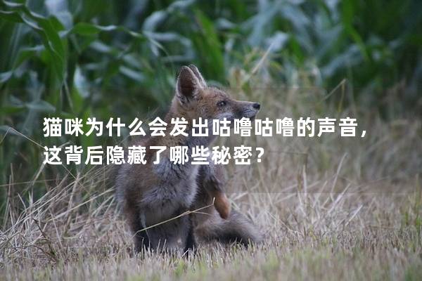 貓咪為什么會發出咕嚕咕嚕的聲音，這背后隱藏了哪些秘密？