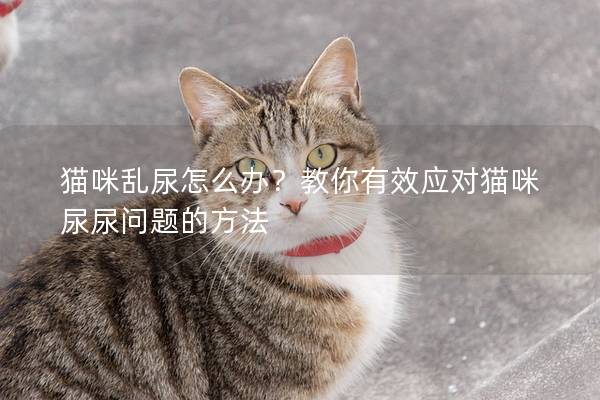 貓咪亂尿怎么辦？教你有效應對貓咪尿尿問題的方法