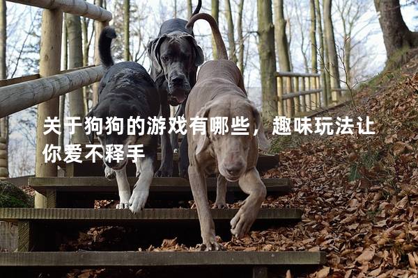 關于狗狗的游戲有哪些，趣味玩法讓你愛不釋手