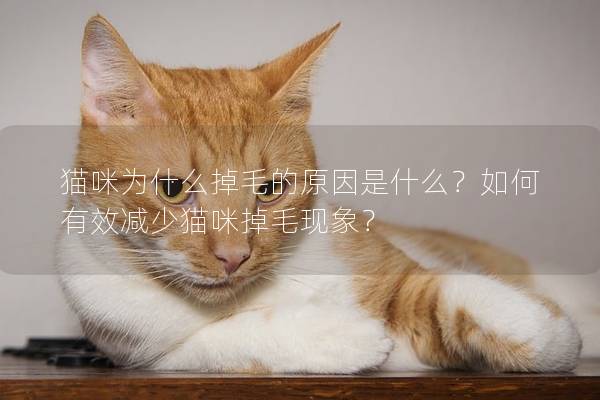 貓咪為什么掉毛的原因是什么？如何有效減少貓咪掉毛現象？