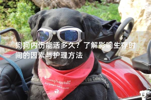 狗狗內(nèi)傷能活多久？了解影響生存時間的因素與護(hù)理方法
