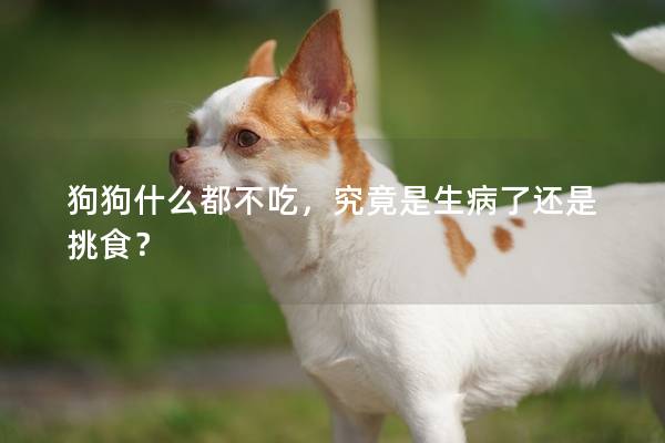 狗狗什么都不吃,究竟是生病了還是挑食? 狗狗什么都不吃,究竟是生病了還是挑食?