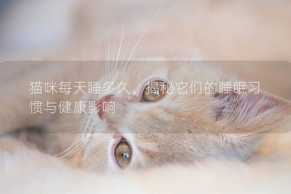 貓咪每天睡多久,揭秘它們的睡眠習慣與健康影響 貓咪每天睡多久,揭秘它們的睡眠習慣與健康影響