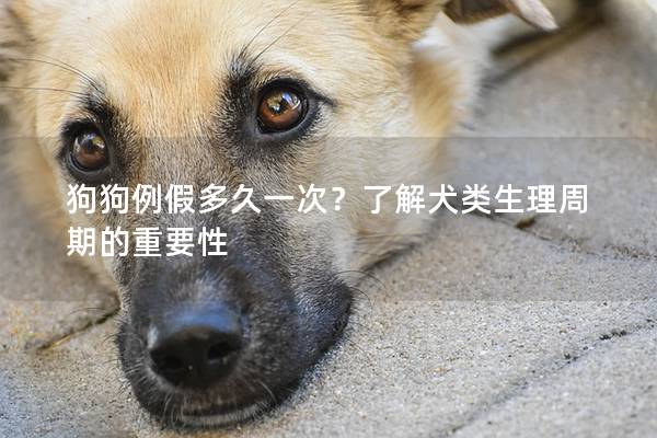 狗狗例假多久一次？了解犬類生理周期的重要性