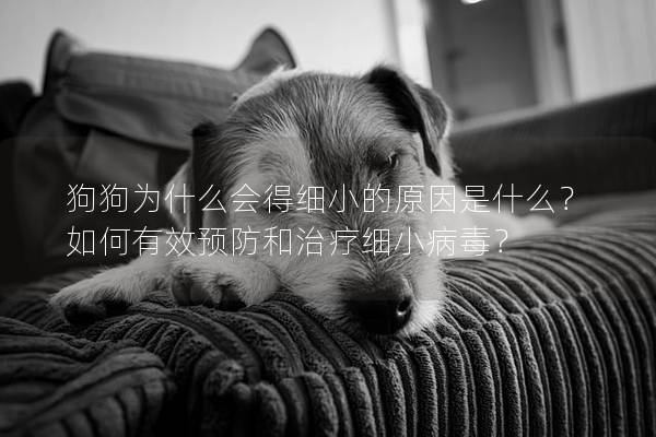 狗狗為什么會得細小的原因是什么？如何有效預防和治療細小病毒？