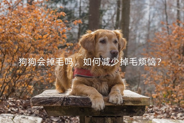 狗狗會掉毛嗎，如何減少掉毛煩惱？