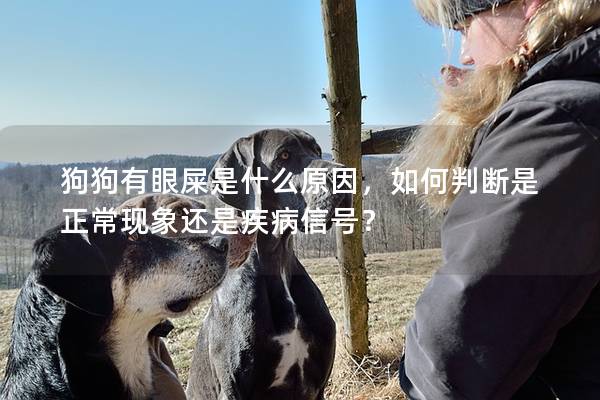 狗狗有眼屎是什么原因，如何判斷是正常現象還是疾病信號？