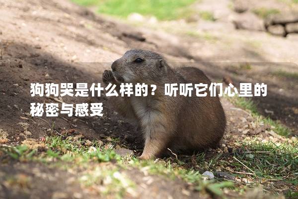 狗狗哭是什么樣的？聽聽它們心里的秘密與感受