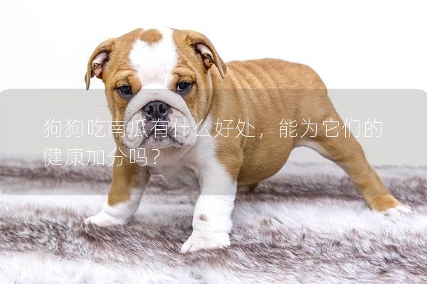 狗狗吃南瓜有什么好處，能為它們的健康加分嗎？