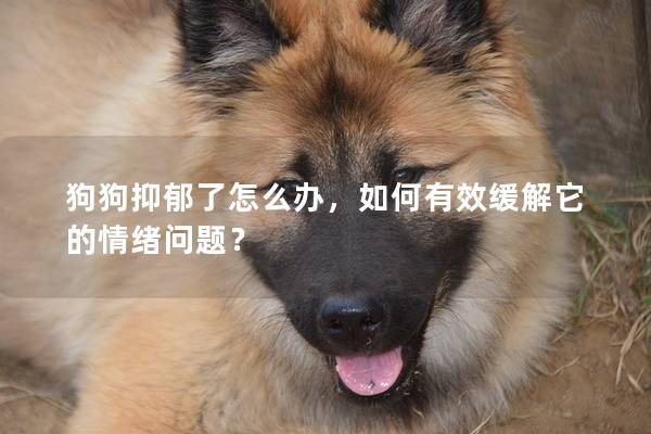 狗狗抑郁了怎么辦，如何有效緩解它的情緒問題？