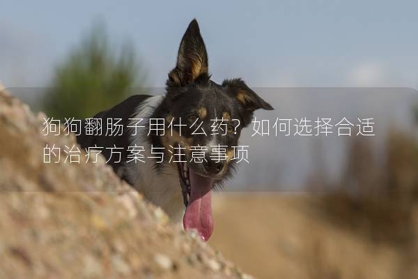 狗狗翻腸子用什么藥？如何選擇合適的治療方案與注意事項
