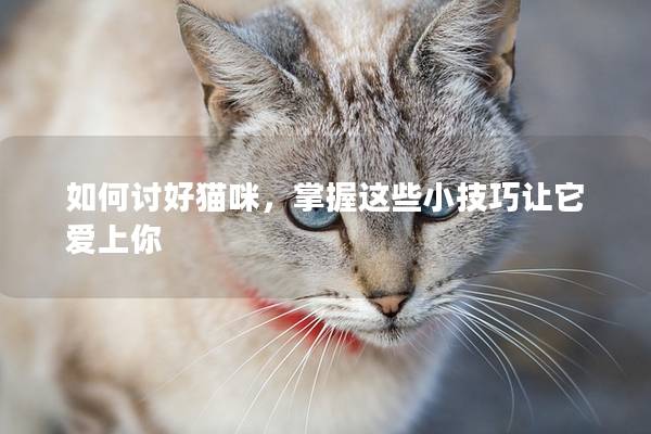 如何討好貓咪，掌握這些小技巧讓它愛上你