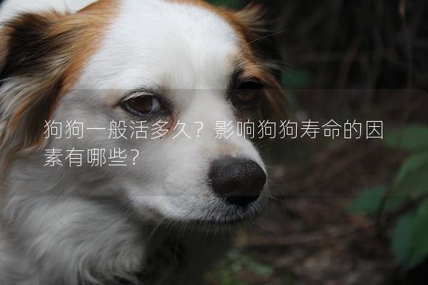 狗狗一般活多久?影響狗狗壽命的因素有哪些? 狗狗一般活多久?影響狗狗壽命的因素有哪些?